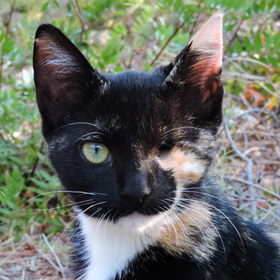 Street Cats of Vis : Helping People Help Cats