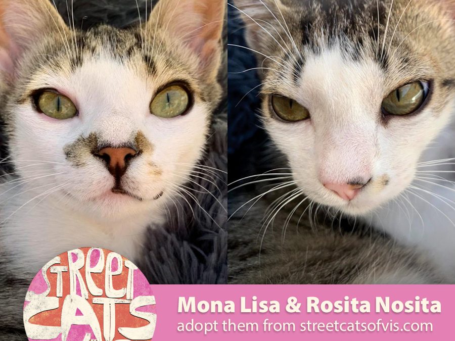 Adopt Mona Lisa & Rosita Nosita
