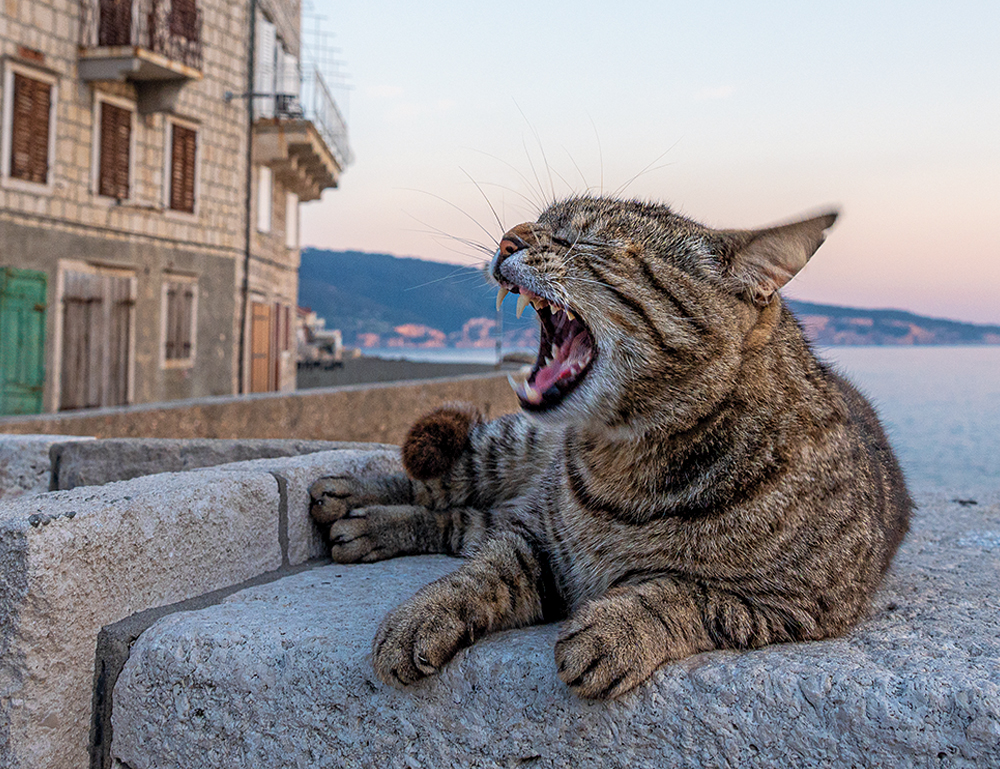 Street Cats of Vis : Helping People Help Cats Street Cats of Vis : Helping People Help Cats