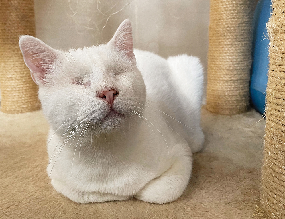 Street Cats of Vis : Helping People Help Cats