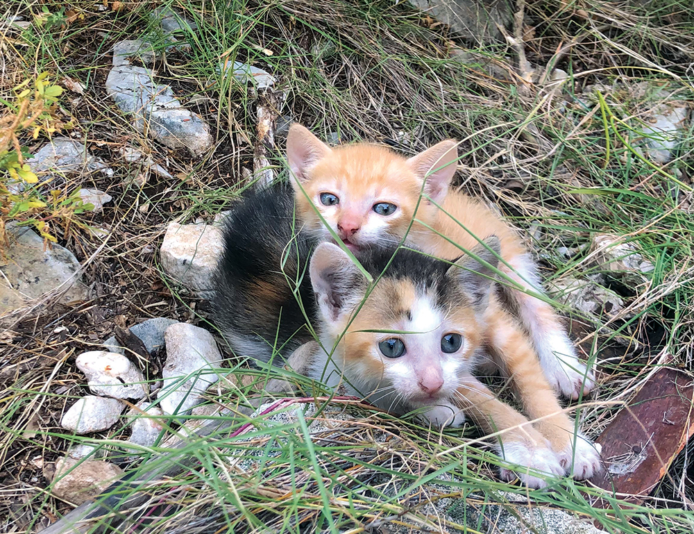 Street Cats of Vis : Helping People Help Cats Street Cats of Vis : Helping People Help Cats